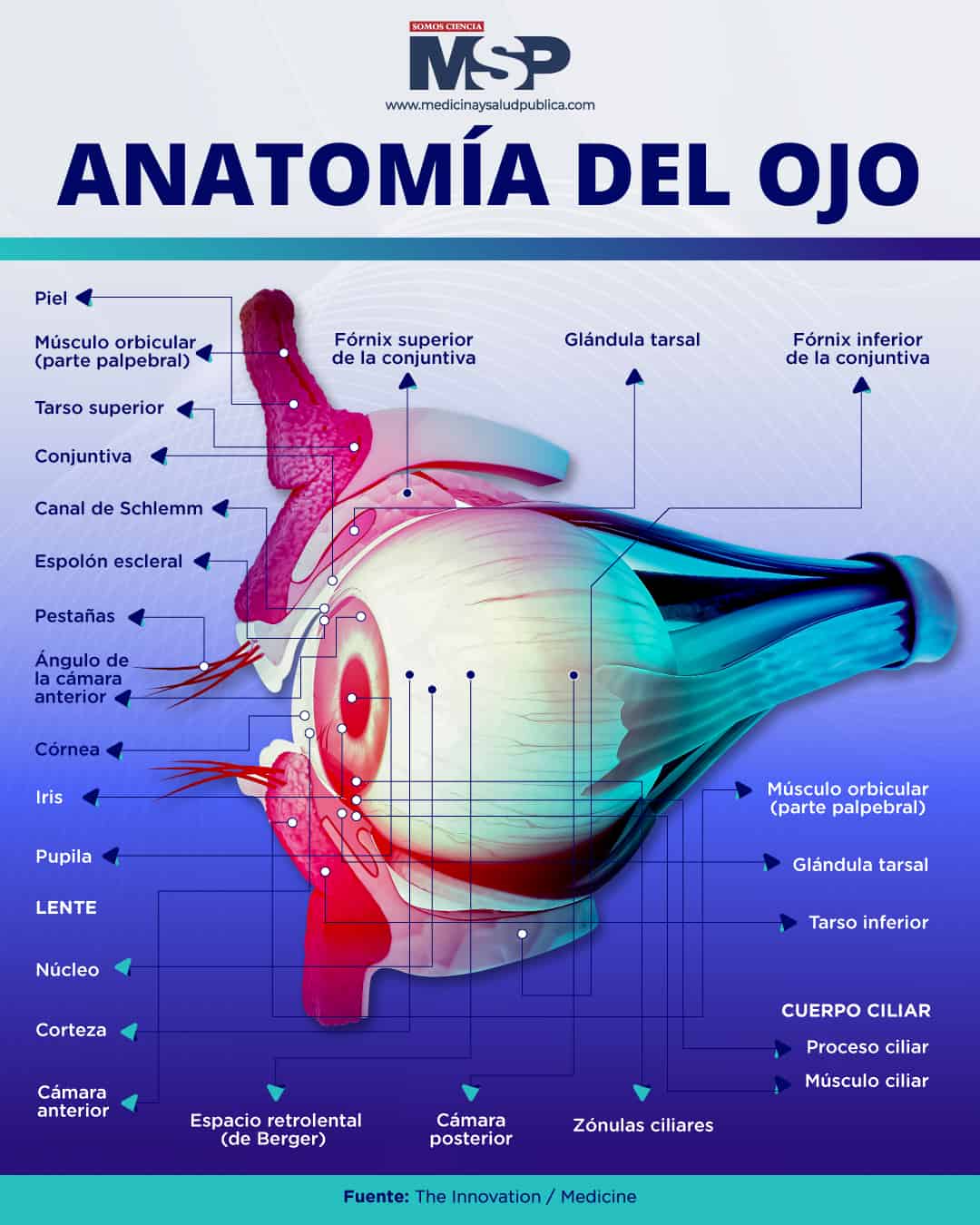 Anatomía del ojo Infografía