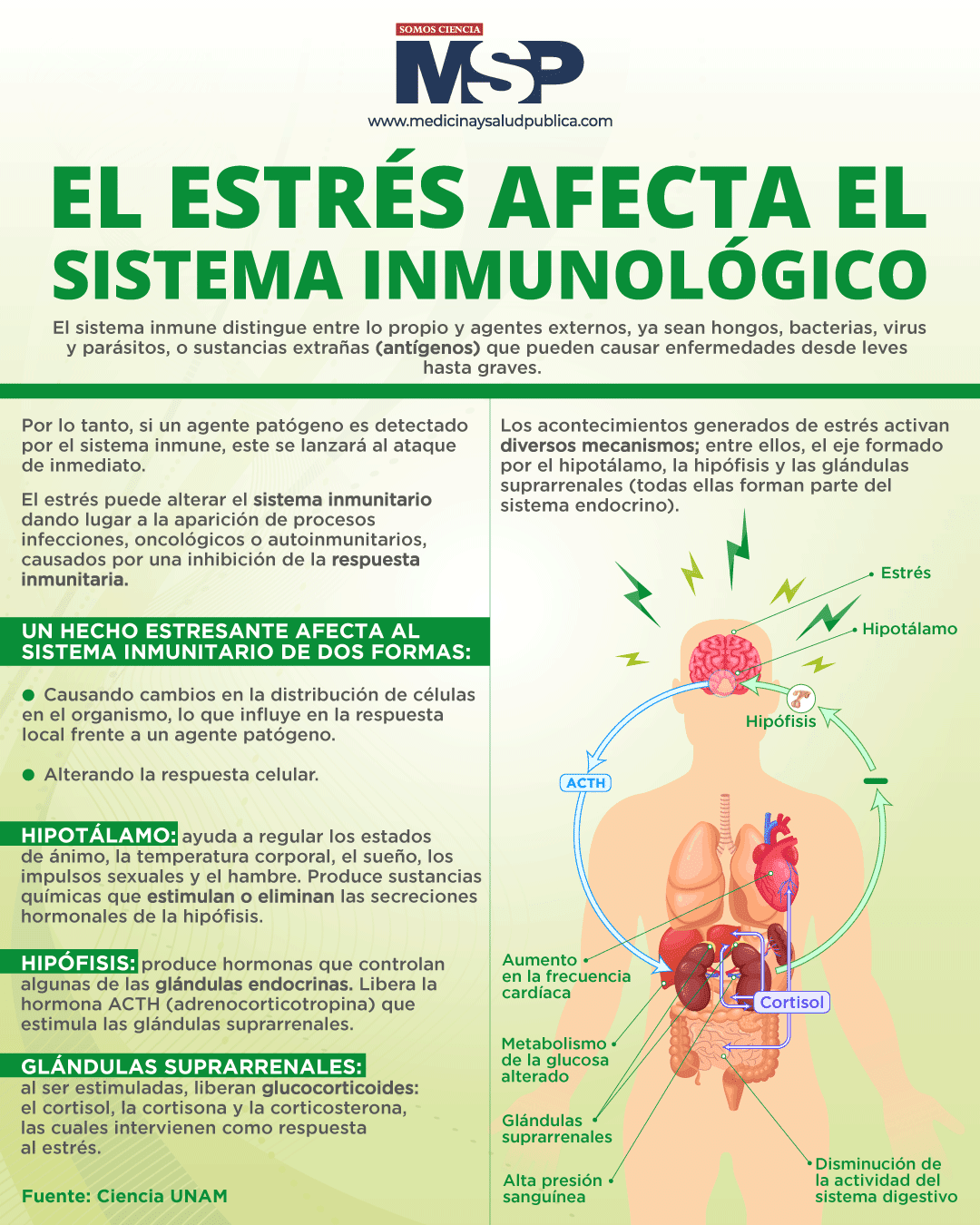 El estrés afecta el sistema inmunológico Infografía