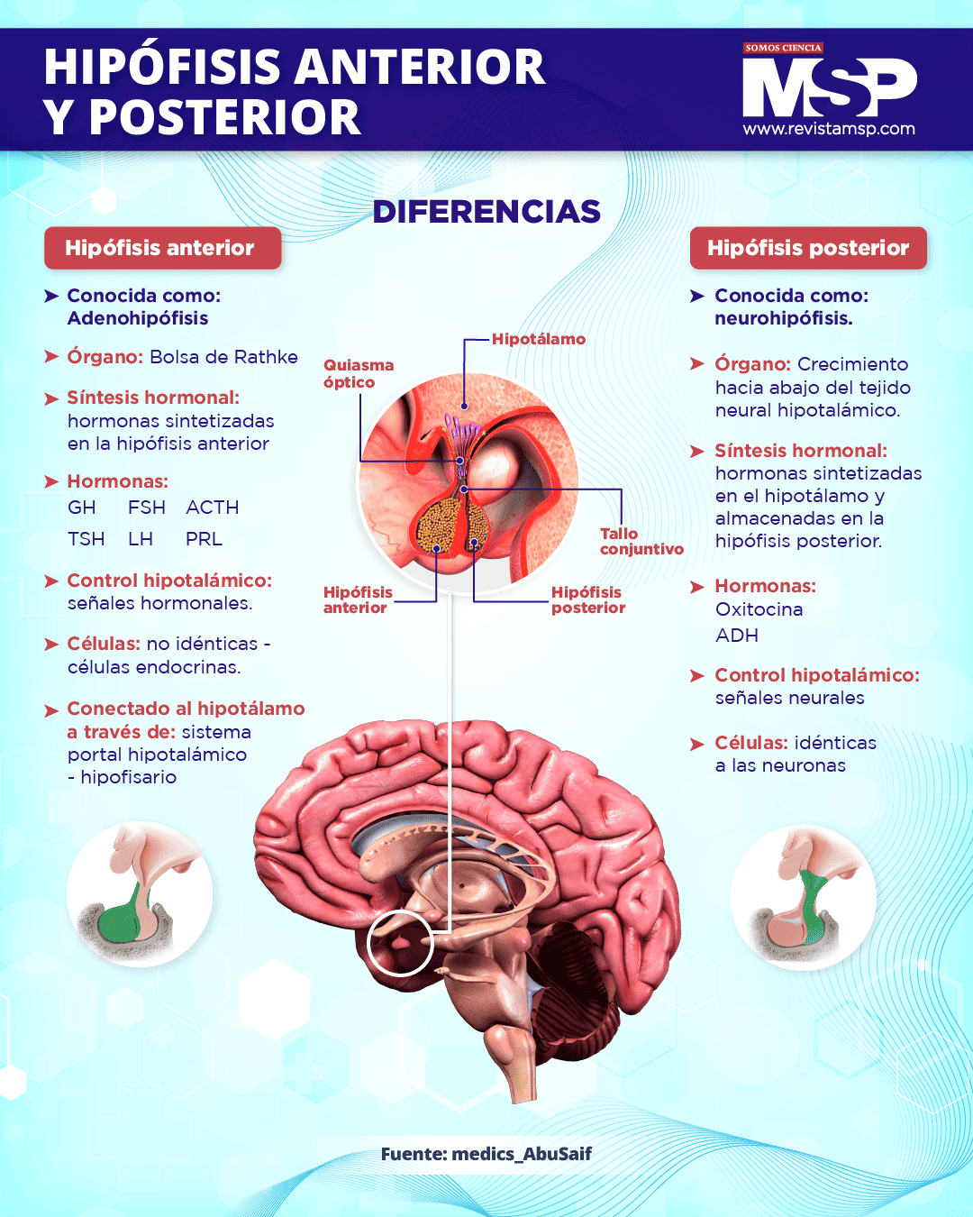 Hipófisis anterior y posterior