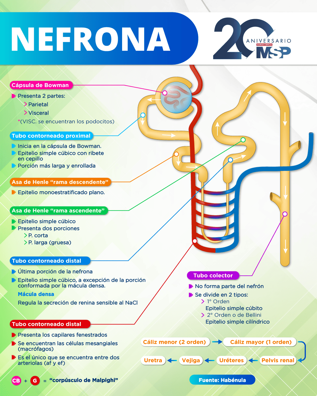 Anatoma Del Sistema Urinario Y Estructura De La Nefrona