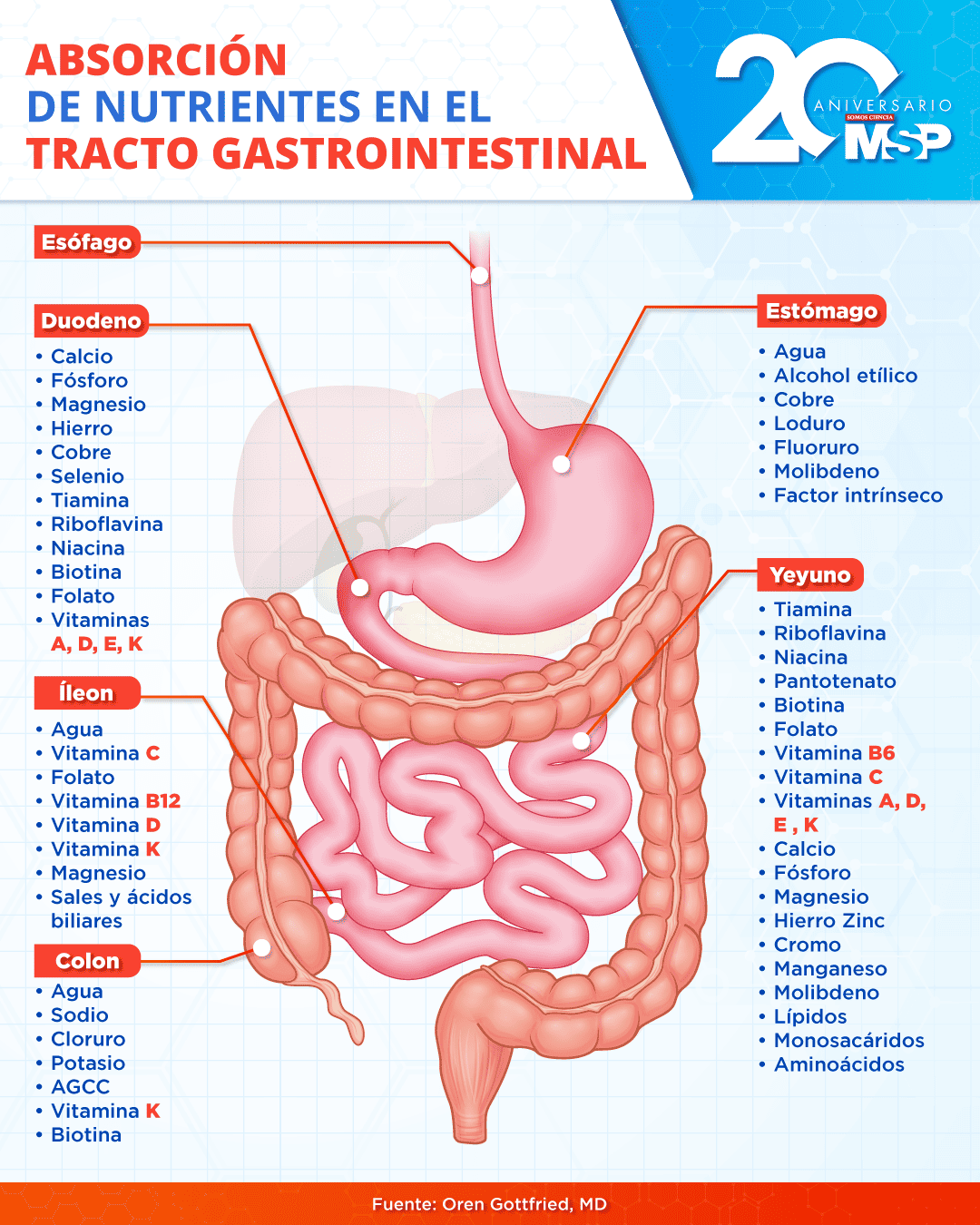 Absorción de nutrientes en el tracto gastrointestinal