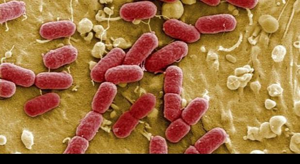 Cada persona alberga un kilo de bacterias
