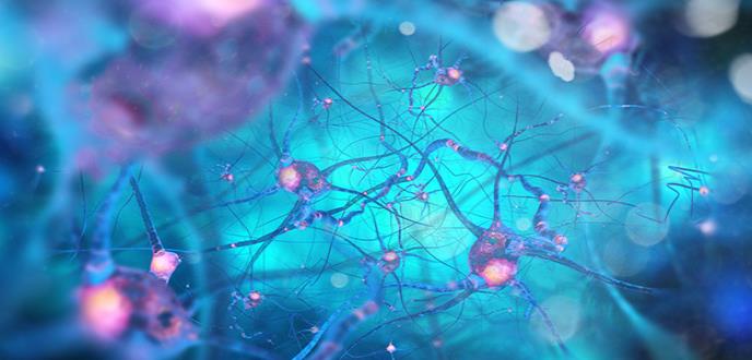 Se afirma que no se presenta creación de nuevas neuronas durante la edad adulta