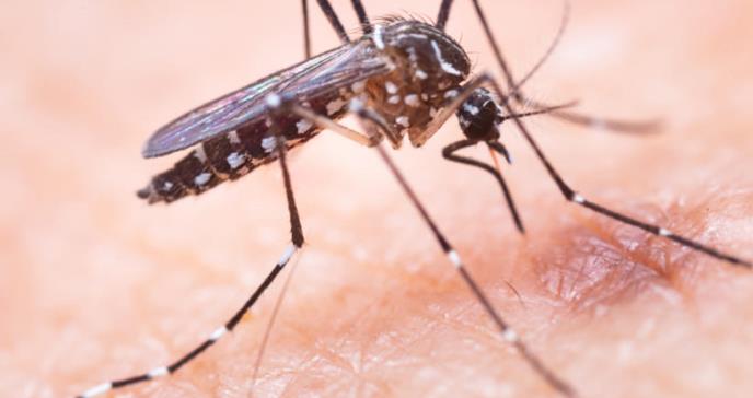OPS declara alerta por dengue en Latinoamérica y el Caribe