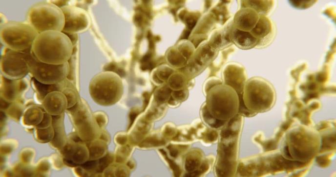Alerta mundial: Investigadores encontraron nuevo hongo resistente a los fármacos