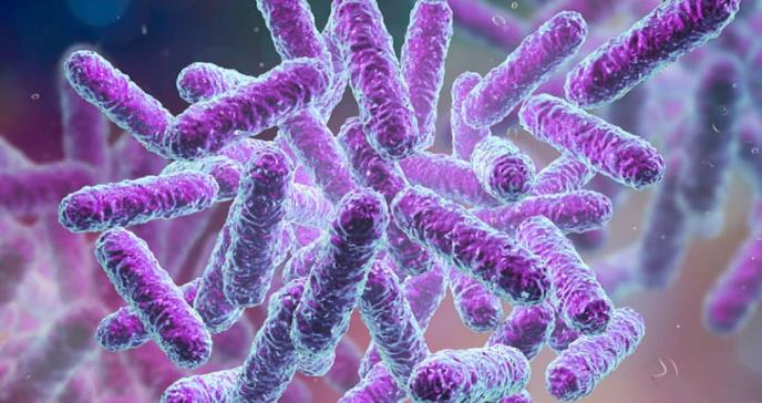 Algunas bacterias intestinales podrían proteger frente a la infección por fiebre tifoidea