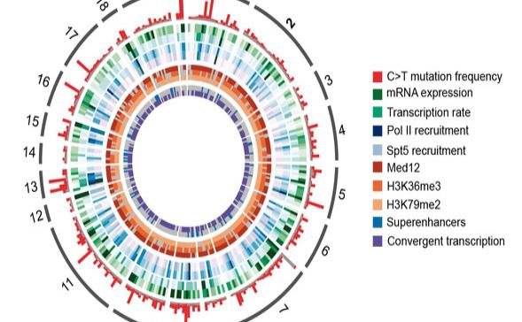 Atlas completo de mutaciones vinculadas con el desarrollo de linfomas
