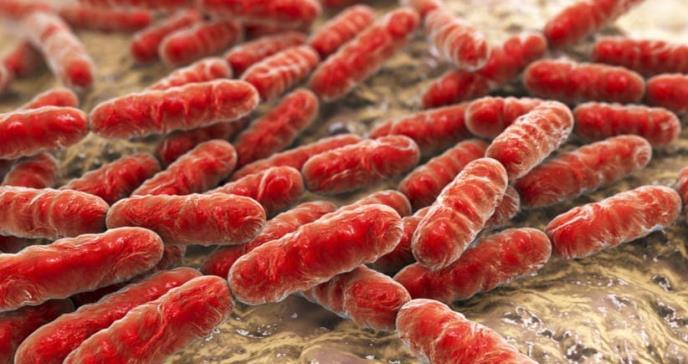 Bacterias intestinales para combatir la obesidad y el estrés