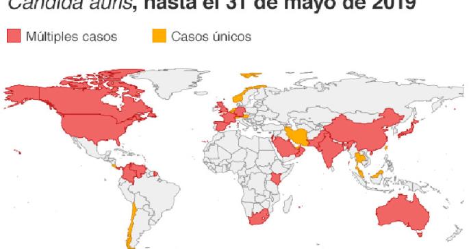 Candida auris: el mapa que muestra la peligrosa expansión de la infección por el hongo