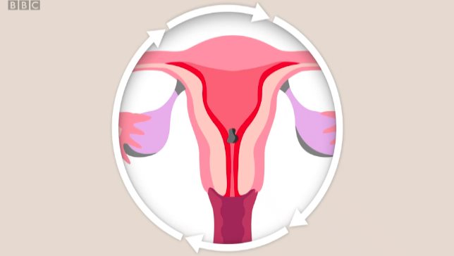 La animación que te explica cómo es el ciclo menstrual femenino