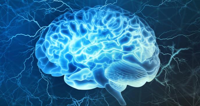 Científicos logran mantener en funcionamiento el cerebro durante de 36 horas, luego  de ser separado del cuerpo