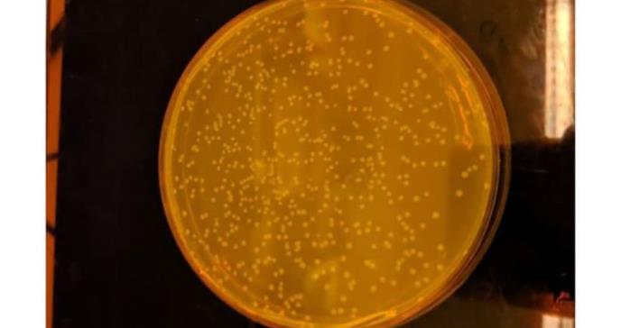 Cómo es el primer organismo vivo del mundo creado por científicos con un código ADN completamente sintético