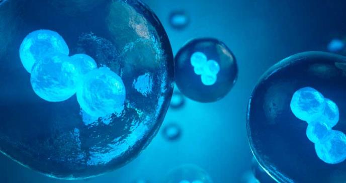 Crean embriones artificiales con una sola célula de oreja de ratón