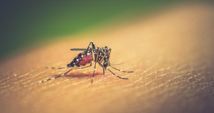 Continúa la lucha contra el dengue, una enfermedad mortal pero prevenible