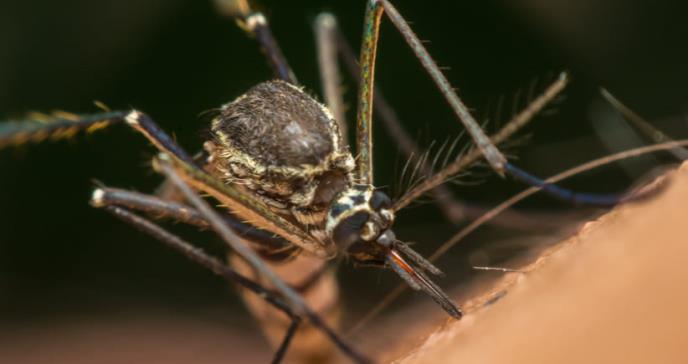 América Latina: alerta salubrista por dramático aumento de dengue