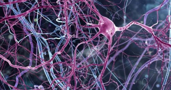 Descubren células cerebrales que rigen los recuerdos traumaticos