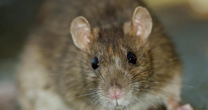 Detectan el primer caso en humanos de hepatitis de rata