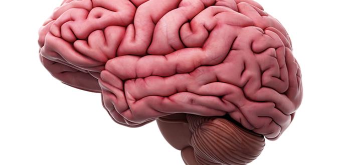 El pionero estudio que desentraña el misterio de lo que le ocurre a nuestro cerebro justo antes de morir
