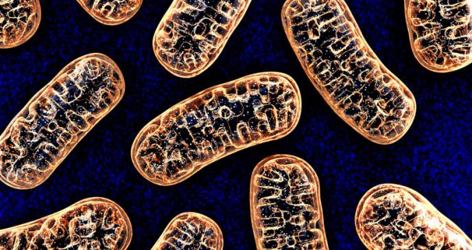 El ADN mitocondrial también se hereda por vía paterna