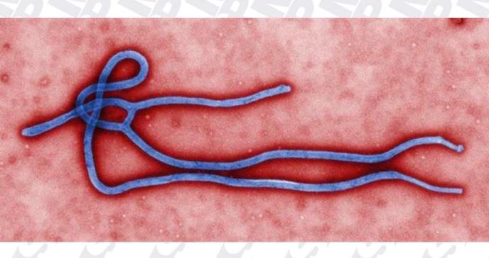 El brote de ébola en la República Democrática del Congo, el segundo más grande de la historia