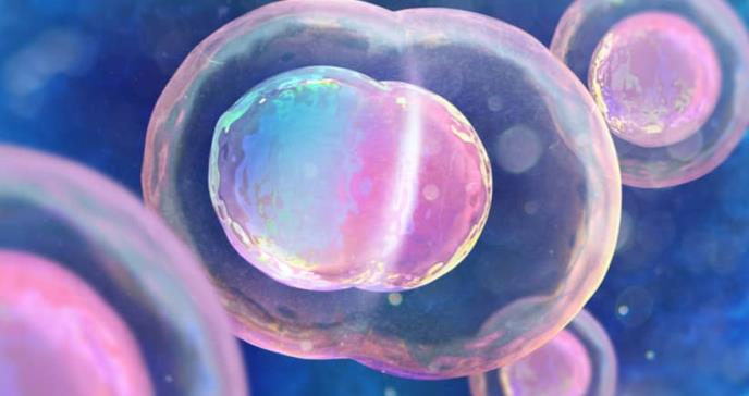 Identifican las células necesarias para el desarrollo de un útero sano