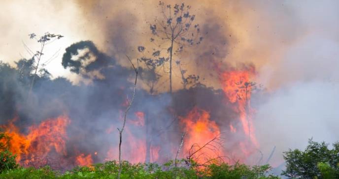 Los incendios en el Amazonas causarían problemas de salud mundial