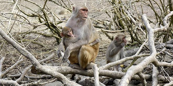 Isla de los monos se convierte en reserva científica por mandato de ley