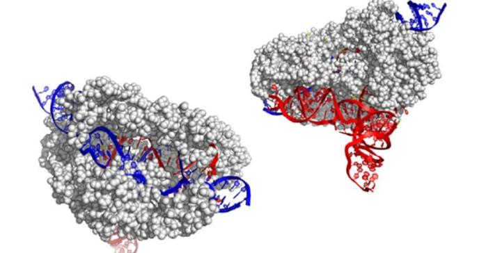 Jennifer Doudna presenta una nueva herramienta CRISPR de edición genética
