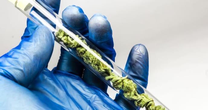 OMS reconsidera su posición sobre el cannabis en aplicaciones médicas