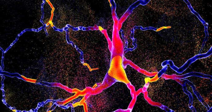 Las nuevas células cerebrales crecerían más tarde de lo que pensamos