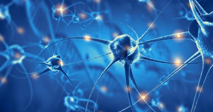 Logran reconectar un grupo de neuronas alteradas por una enfermedad neurodegenerativa