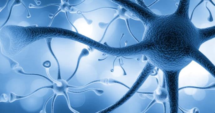 Los genes involucrados en el autismo alteran el crecimiento y la migración de las neuronas del córtex cerebral