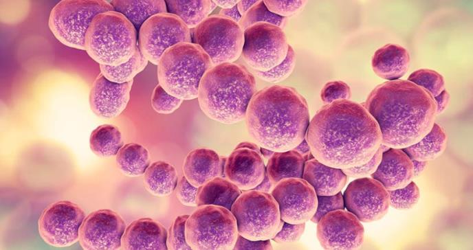 Los microbios intestinales pronosticarían los brotes de lupus