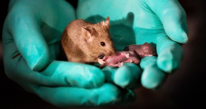 Los ratones del mismo sexo que tuvieron crías rompiendo las reglas de la reproducción