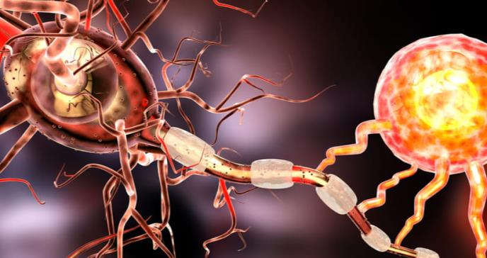 La importancia de la mielina para reparar el daño de la esclerosis múltiple