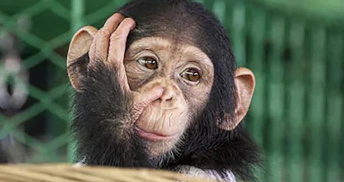 Monos se vuelven más inteligentes después de que científicos implantan genes humanos en sus cerebros