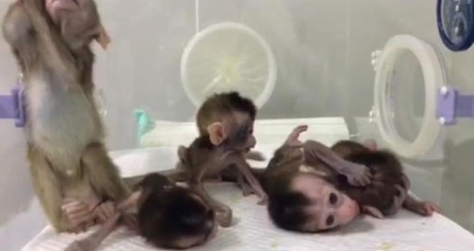 Nacen cinco monos clonados «a la carta» con tijeretazo genético