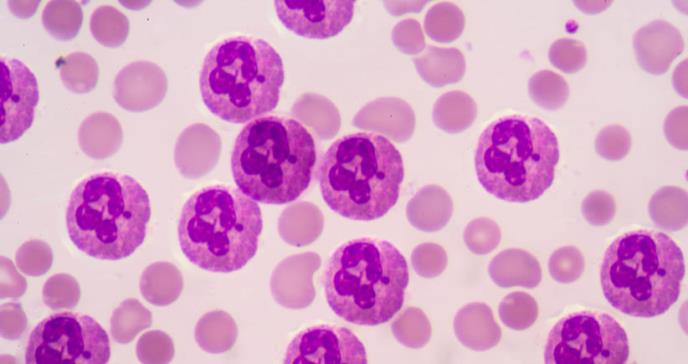 Neutrófilos, las células inmunes hiperactivas que causan muertes por COVID-19