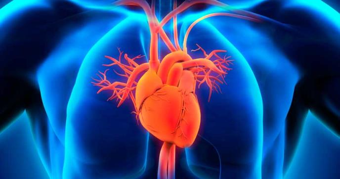Nueva estrategia terapéutica podría reducir la lesión por reperfusión tras un infarto