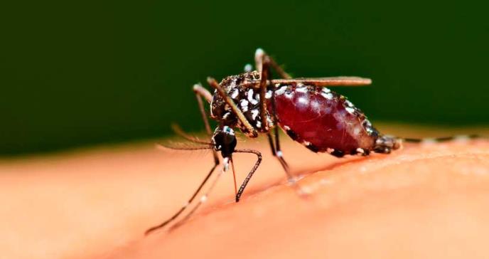 Por qué América Latina está registrando la mayor epidemia de dengue de su historia
