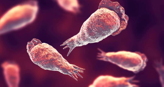 Qué es la ameba come cerebros y cómo puedes evitar que te contagie