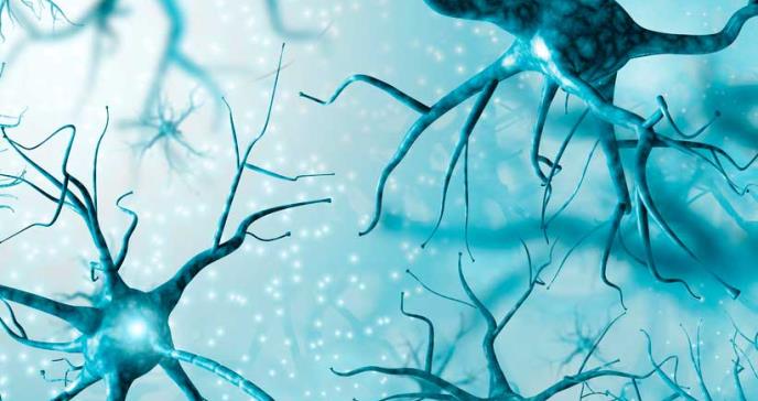 Reelina, la proteína que podría contrarrestar los efectos del alzhéimer