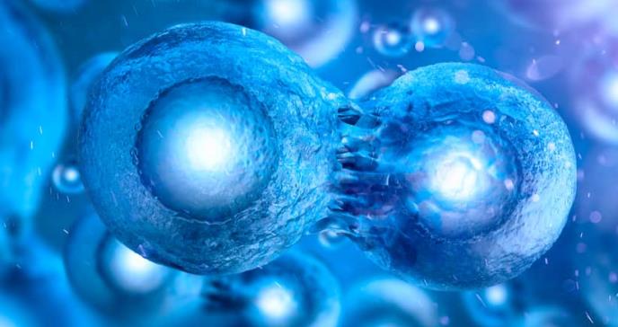 Reprogramación celular permitiría producción de óvulos y espermatozoides