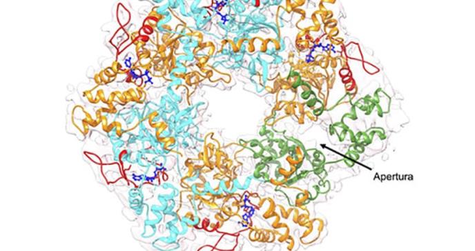 Resuelto el enigma energético de una proteína crucial para el cáncer