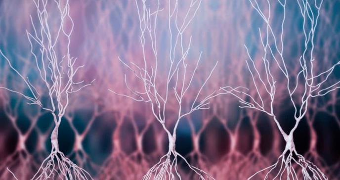 Rosehip, la neurona de rosa mosqueta que hace únicos a los seres humanos