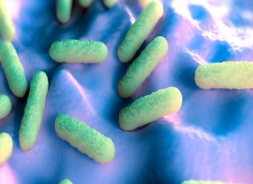 Identifican un mecanismo molecular contra infecciones bacterianas