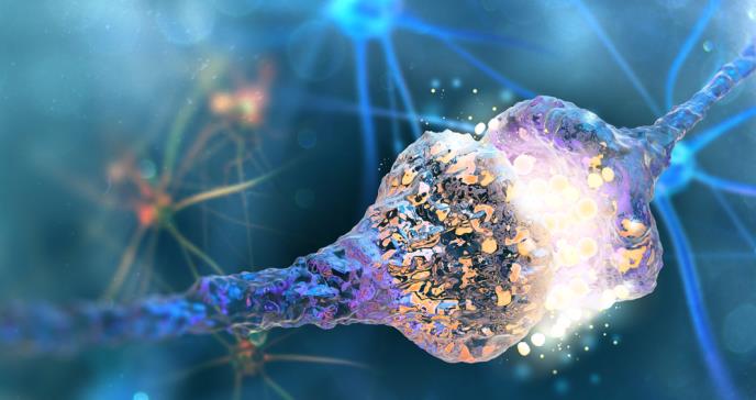 Nuevo mecanismo para reforzar las redes cerebrales de la memoria