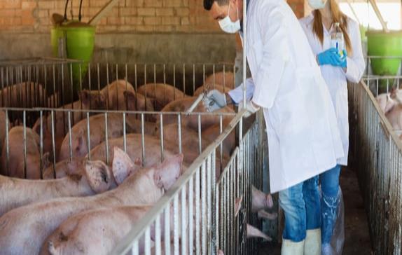 Antibióticos en animales: una indiferencia que pagaremos cara