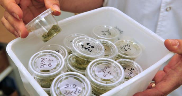 Tailandia aprueba la marihuana medicinal
