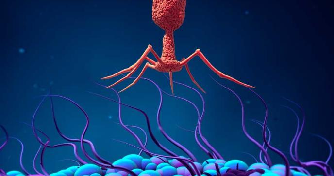 Terapia con fagos, prometedora para la enfermedad hepática alcohólica